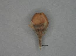 Image result for Bacopa floribunda