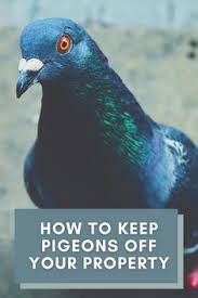 Skimming the surface of the pool will get rid of the pests, but it won't necessarily kill them. 23 Bird Control Information Ideas Bird Control Bird Control