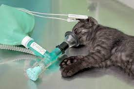Wann sollte man eine katze sterilisieren lassen. Katze Sterilisieren Smart Animals