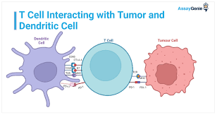 Image result for T-Lymphocyte