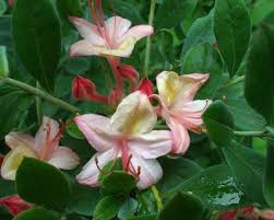 Viscosum Azalea Very Fragrant