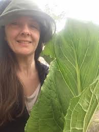Largest plantain ribwort-like plant in New Brunswick, Canada?