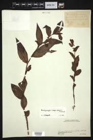 Image result for Brachycorythis buchananii