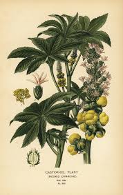 Image result for Ricinus communis