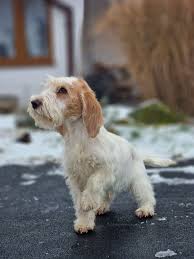 Image result for malý vendéeský hrubosrstý honič