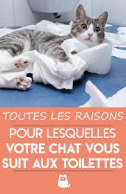 Pourquoi Mon Chat Me Suit Aux Toilettes On Vous L Explique Avec Video En 2020 Comportement Chat Chat Comprendre Son Chat