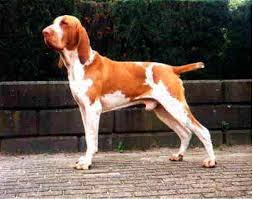 Image result for italský krátkosrstý ohař