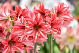 Image result for Hippeastrum