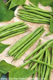 Maybe you would like to learn more about one of these? Green French Bean Fineness Extremely Resistant To Diseases Garden Seeds Market Free Shipping