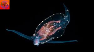 Image result for Phyllorachis