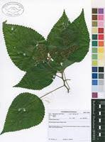 Image result for Laportea alatipes