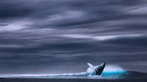 Stock Images Whale Ocean Sky 5k Stock Images Http Www Wallpaperback Net Stock Stock Images Whale Ocean Sky 5k Stock Images H Mavi Balina Balinalar Balina