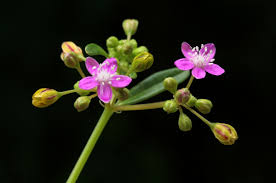 Image result for Gisekiaceae