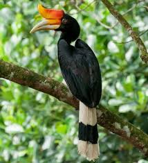 Bird With Colorful Feathers Name 25 Different Types Of Birds With Names And Pictures Styles At Life Names Of Birds Pet Birds Birds