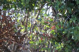 Image result for Globimetula rubripes