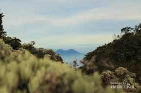 Daun ketapang sangat bagus buat kura/cupang/hewan yg bnyak menghabiskan waktu di air. Menikmati Keheningan Lembah Mandalawangi