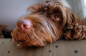 Image result for griffon korthalsův