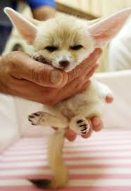 My name is tatum and i am five months old. 16 Tiny Baby Animals That Will Warm Your Heart