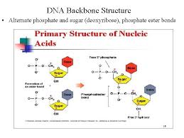 This diagram misses out the carbon atoms in the ring for clarity. Dna Dna Rna Dna Rna Dna Rna Dna