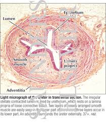The cardiac or heart muscle, the smooth muscles and the skeletal muscles that enable us to execute moves. Light Micrograph Of The Ureter In Transverse Section