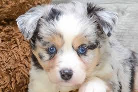 See more ideas about dogs, puppies, australian shepherd. Mini Australian Shepherd Puppies For Sale Illinois