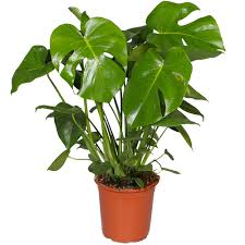 The genus is named from the latin word for monstrous or abnormal. Monstera Deliciosa Swiss Cheese Plant Houseplant Free Uk Delivery