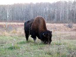 We did not find results for: Elk Island Nationalpark Wikipedia