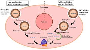 2 дозы с интервалом 4 недели. Nanoparticle Based Delivery Platforms For Mrna Vaccine Development