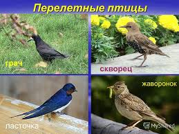 Похожее изображение