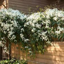 Image result for Clematis dolichopoda
