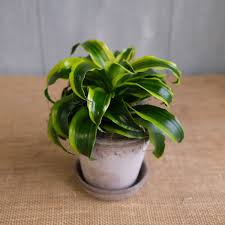 Image result for Dracaena fragrans