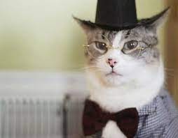 9 Secret Advice To Make An Outstanding Home Bathroom Remodel Cute Cat Costumes Cat Dressed Up Cats