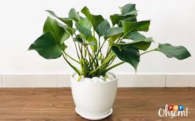Bukan apa, nak bagi sejuk mata memandang dan tak kurang juga nak tengok keberkesanan yang dikatakan dapat kurangkan habuk. Indoor Plants Jadi Trend Hiasan Dalam Rumah Free Malaysia Today Fmt