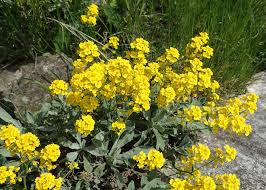 Image result for Aurinia