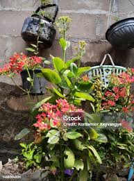 Image result for Kalanchoe crenata