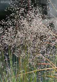 Image result for Avenella