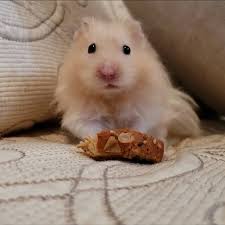 Franklin the Ham (@franklin__the__hamster) • Instagram photos and videos