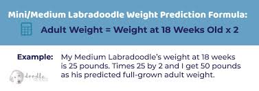 For this to work, you must have the. Labradoodle Size Charts For Mini Medium And Standard Labradoodles