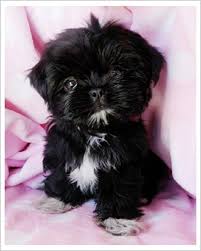 Black And White Shih Tzu Puppy Names Black Teacup Shih Tzu Puppies Zoe Fans Blog Shih Tzu Puppy Teacup Shih Tzu Shih Tzu