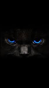 Enjoy and share your favorite beautiful hd wallpapers and background images. Black And White Wallpaper Cat