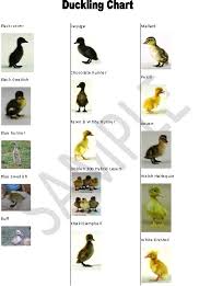 Duckling Identification Guide Pusat Hobi