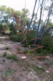 Image result for Sorghum halepense