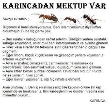 Karincalardan Mektup Var Dinleyin