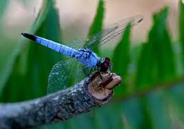 Black And Blue Dragonfly Blue Dragonfly By Firey Sunset Blue Dragonfly Dragonfly Beautiful Bugs