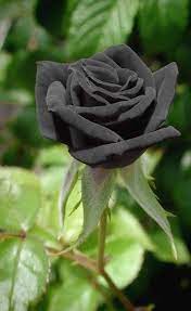 Sunflowers are in important commercial crop, but they also deserve their place in the garden for their unmistakable beauty and generous seed production. Pin On Rose Gardening Secret