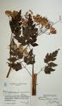 Image result for Afroligusticum claessensii