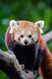 Fuckyeahredpandas Red Panda Panda Animals