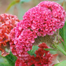 Image result for Celosia