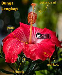 We did not find results for: Perbedaan Bunga Lengkap Dan Bunga Sempurna Idschool