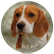 Image result for bígl